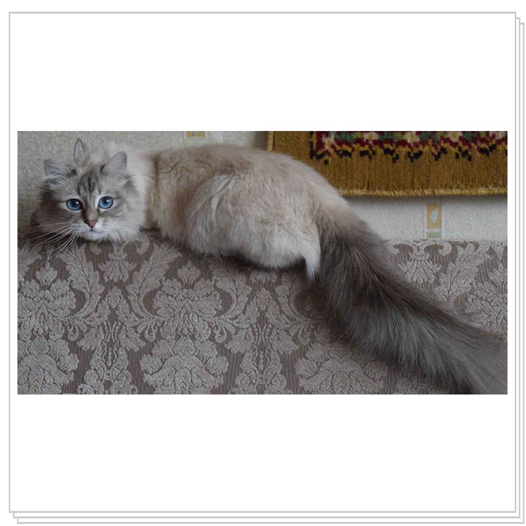 Нашла потерявшийся носок и догладывает его