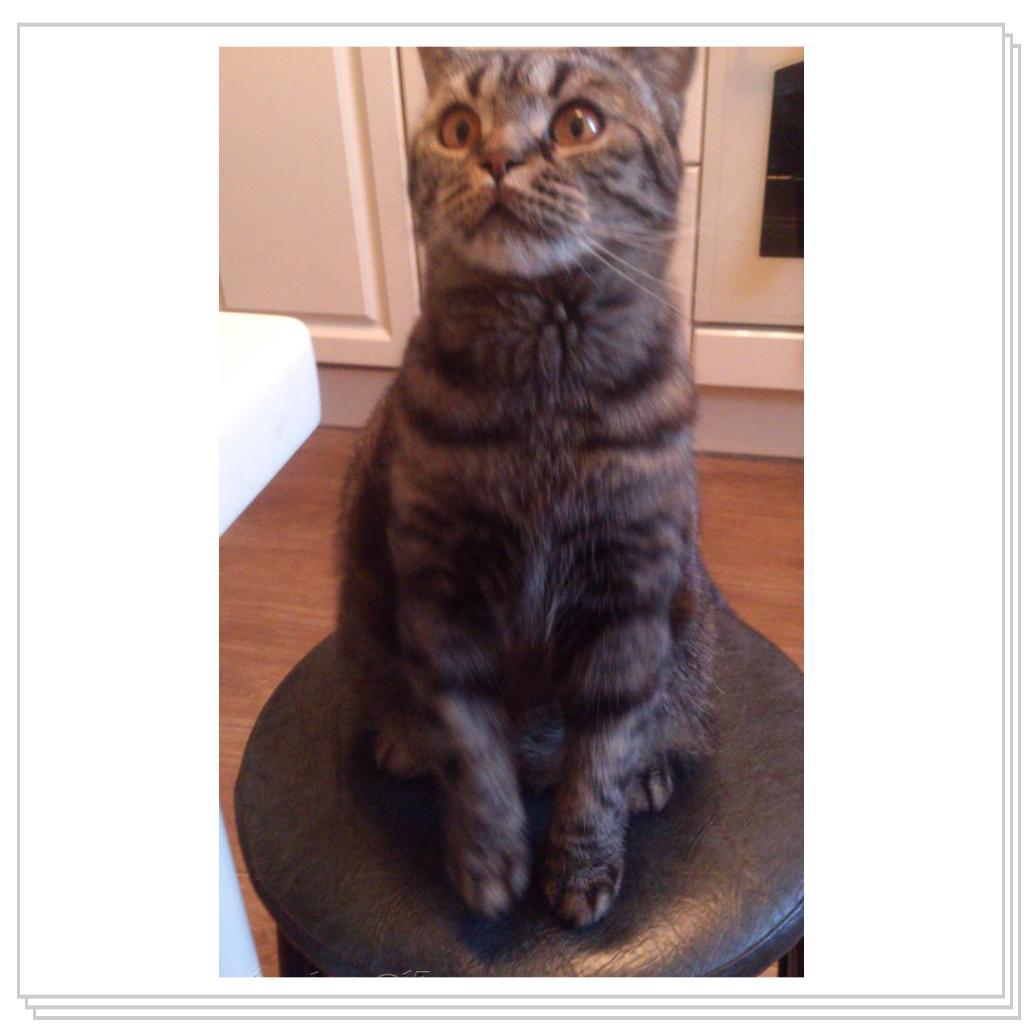 Шотландская кошка. Мила