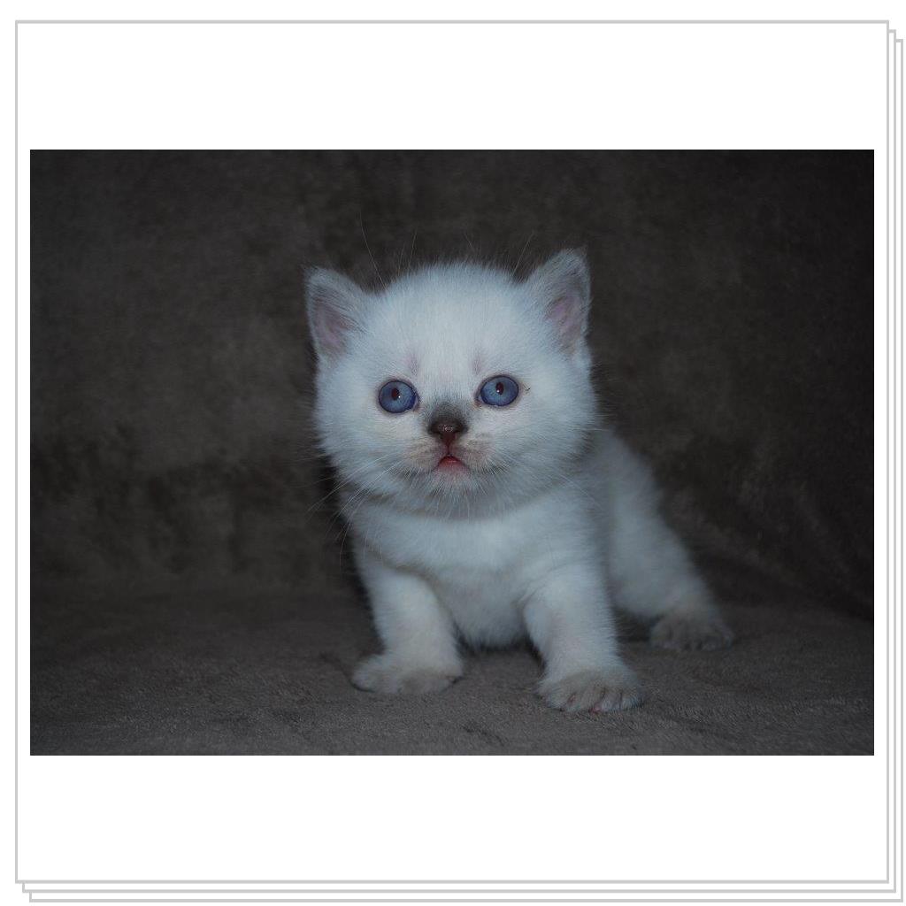 Питомник EMBERY