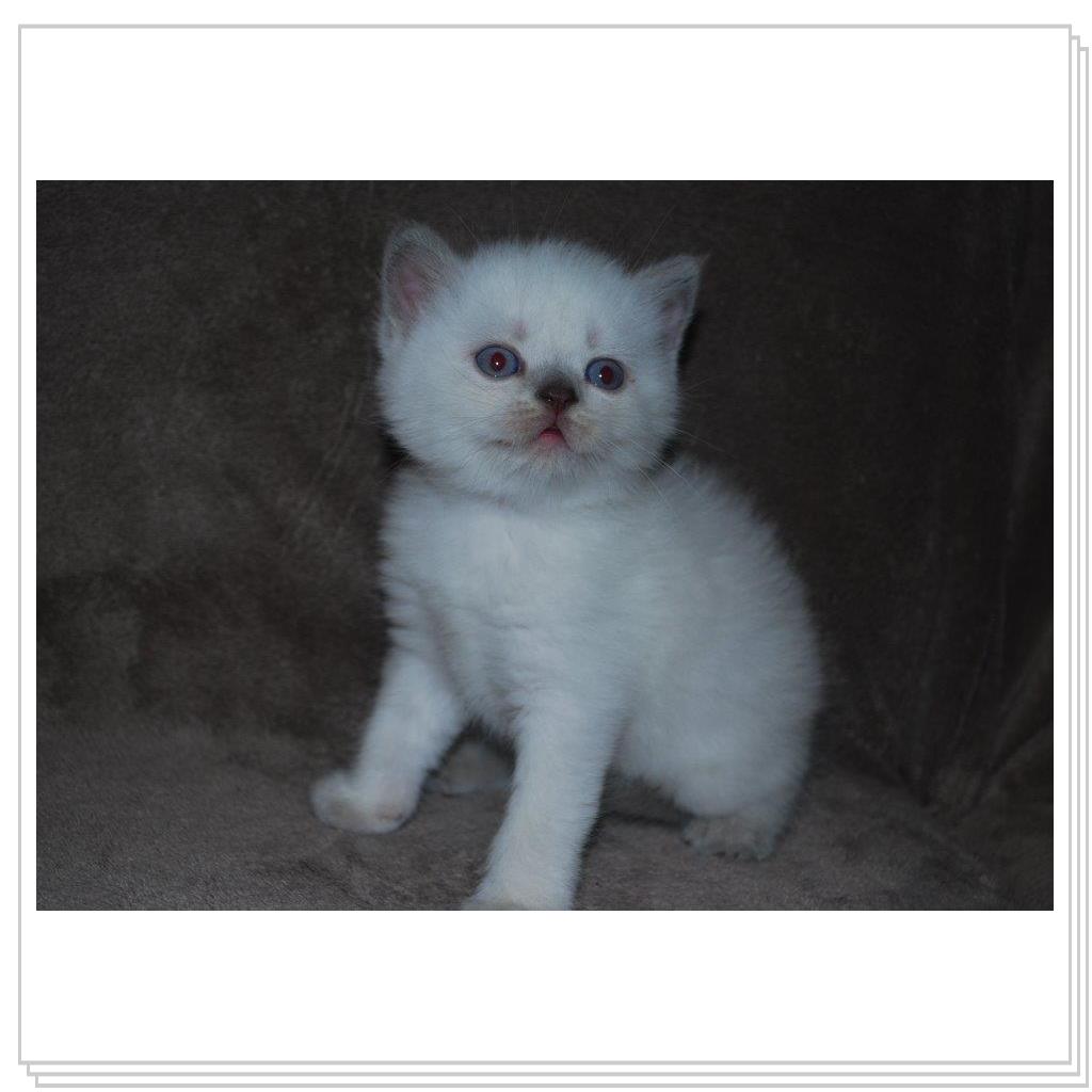 Питомник EMBERY