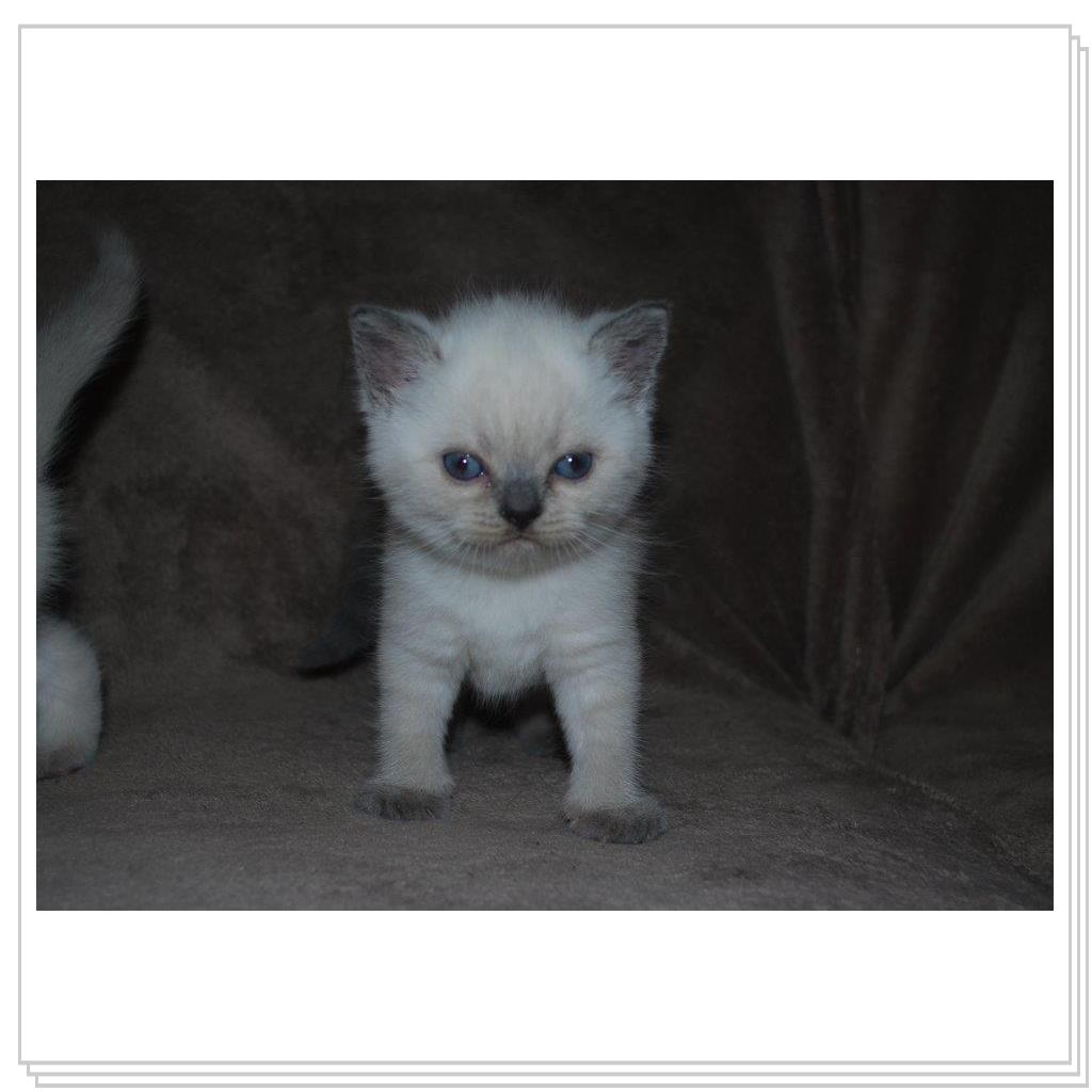 Питомник EMBERY