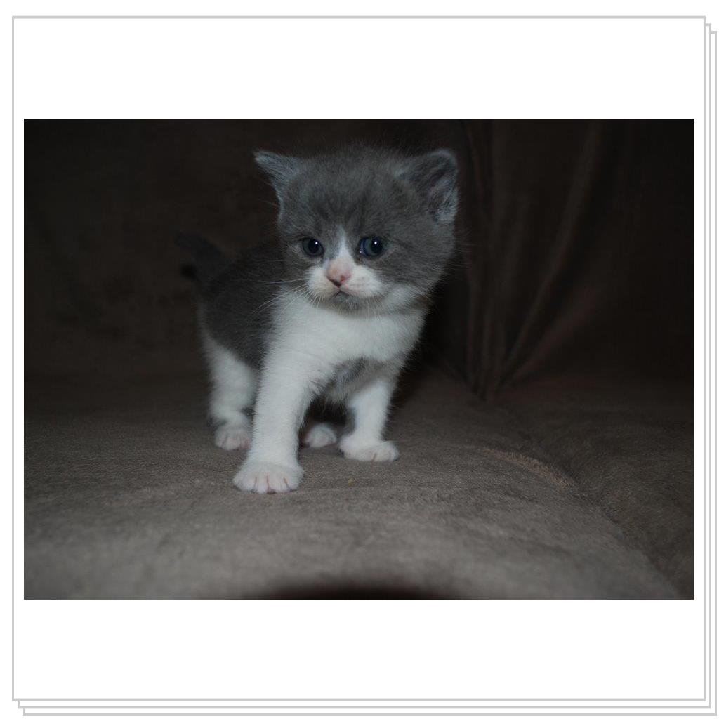 Питомник EMBERY