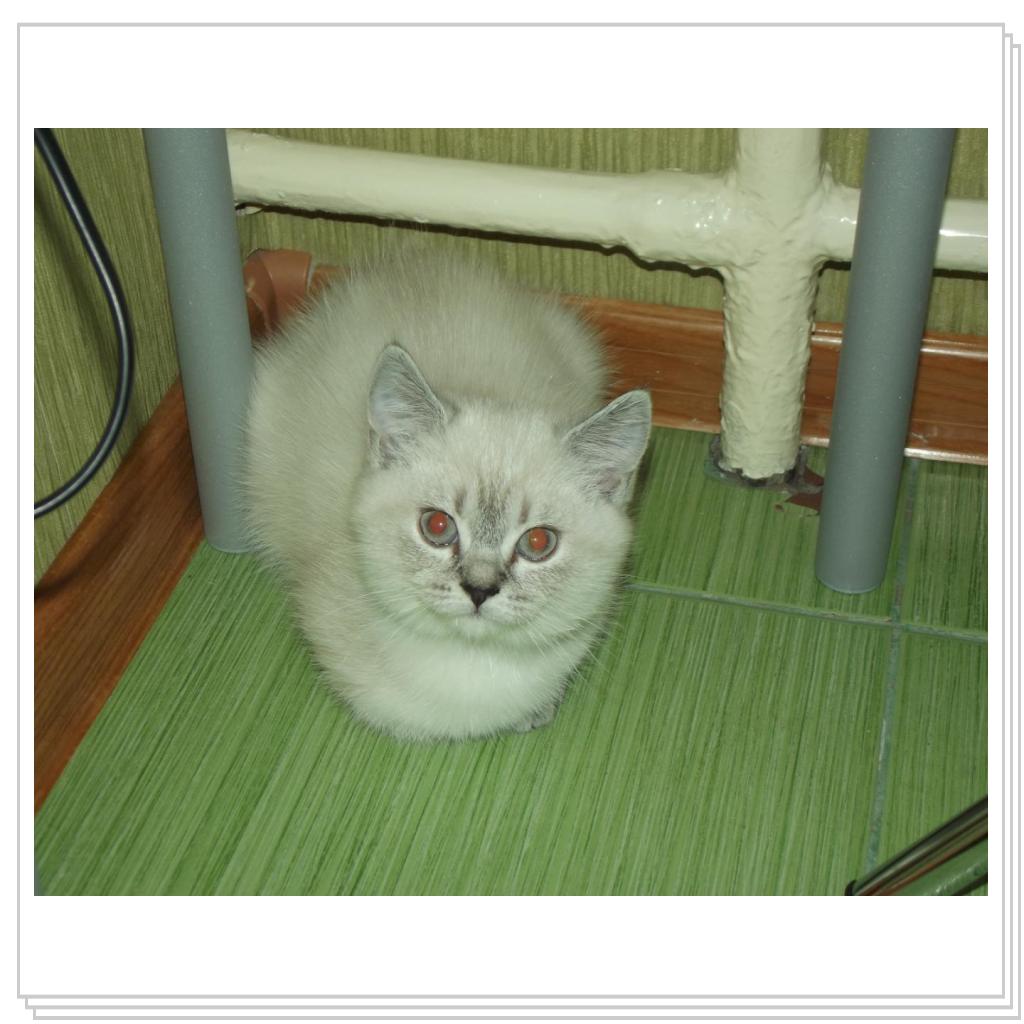 Уже подросшая дочка Моти- Умка