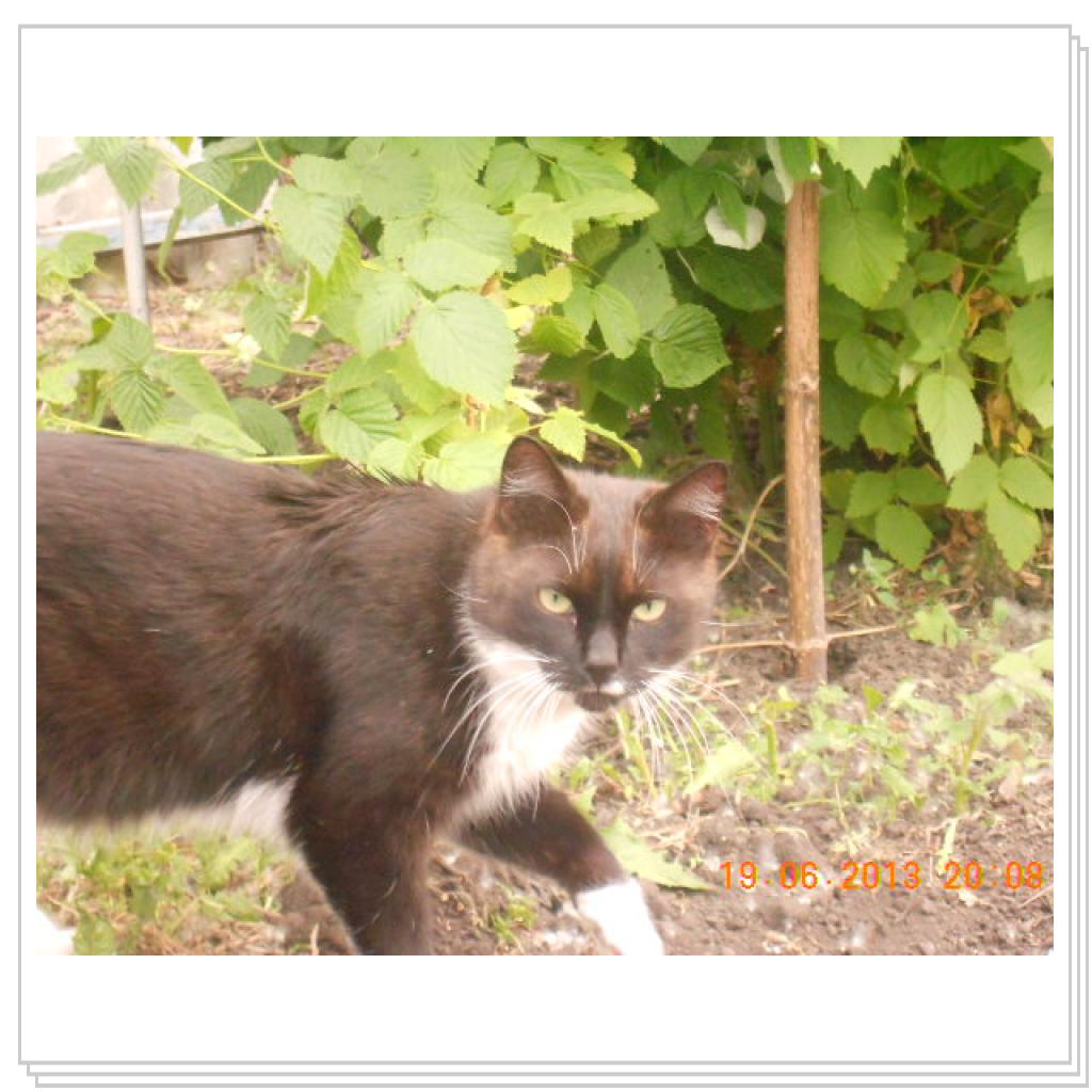 Мои Котэ С Дачи