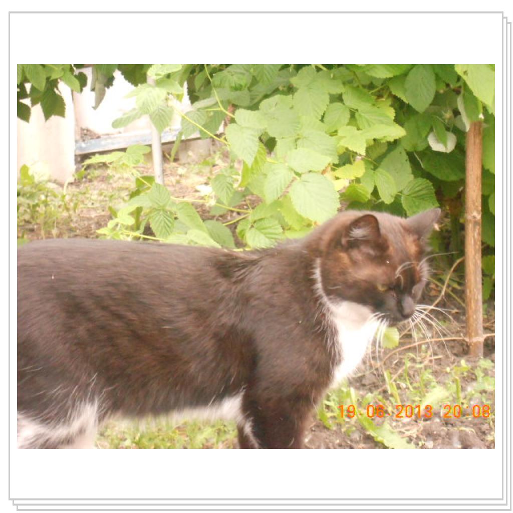 Мои Котэ С Дачи