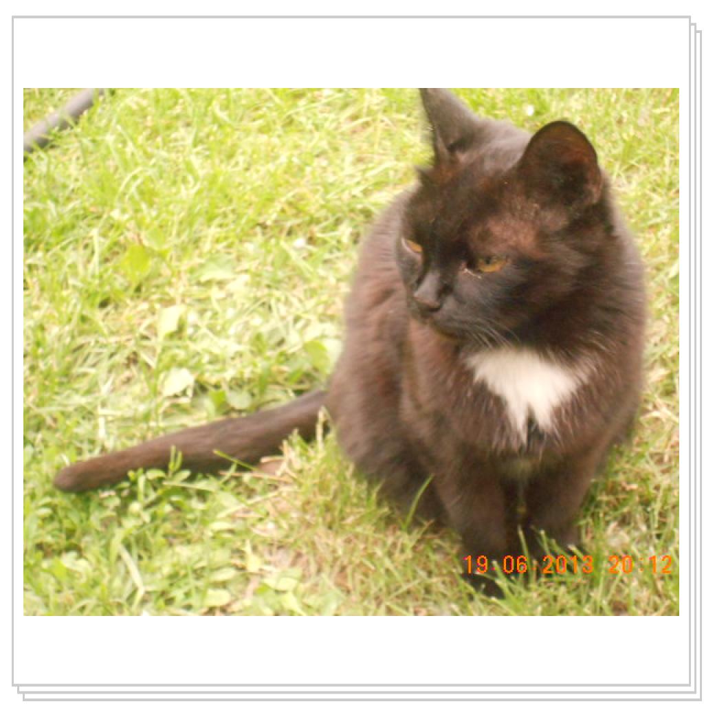 Мои Котэ С Дачи