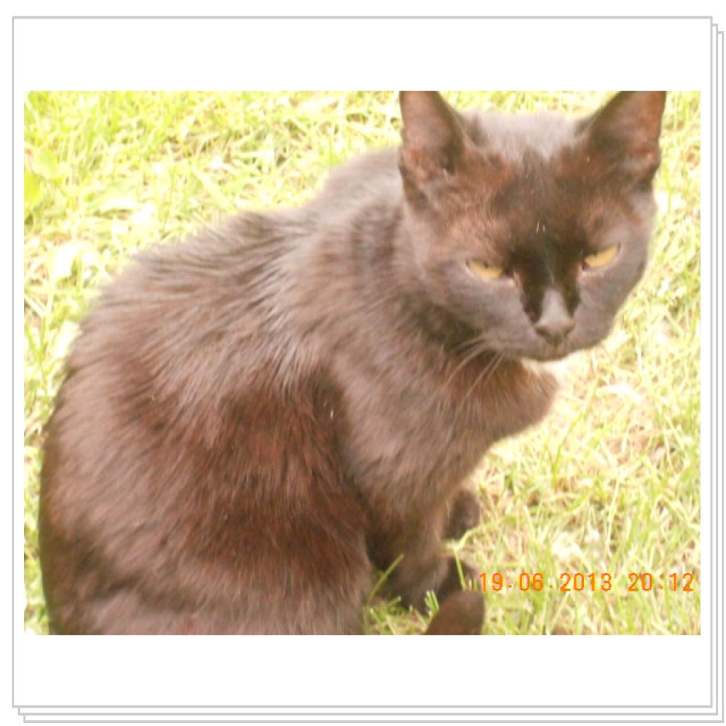 Мои Котэ С Дачи