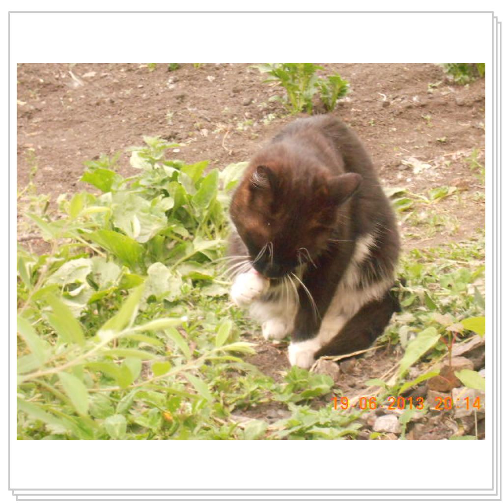 Мои Котэ С Дачи