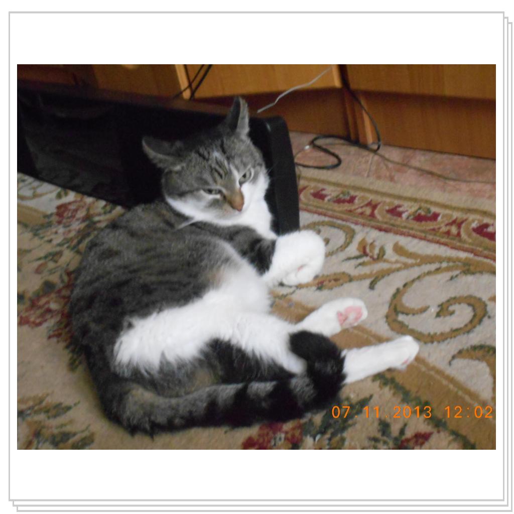 Барсик на коврике