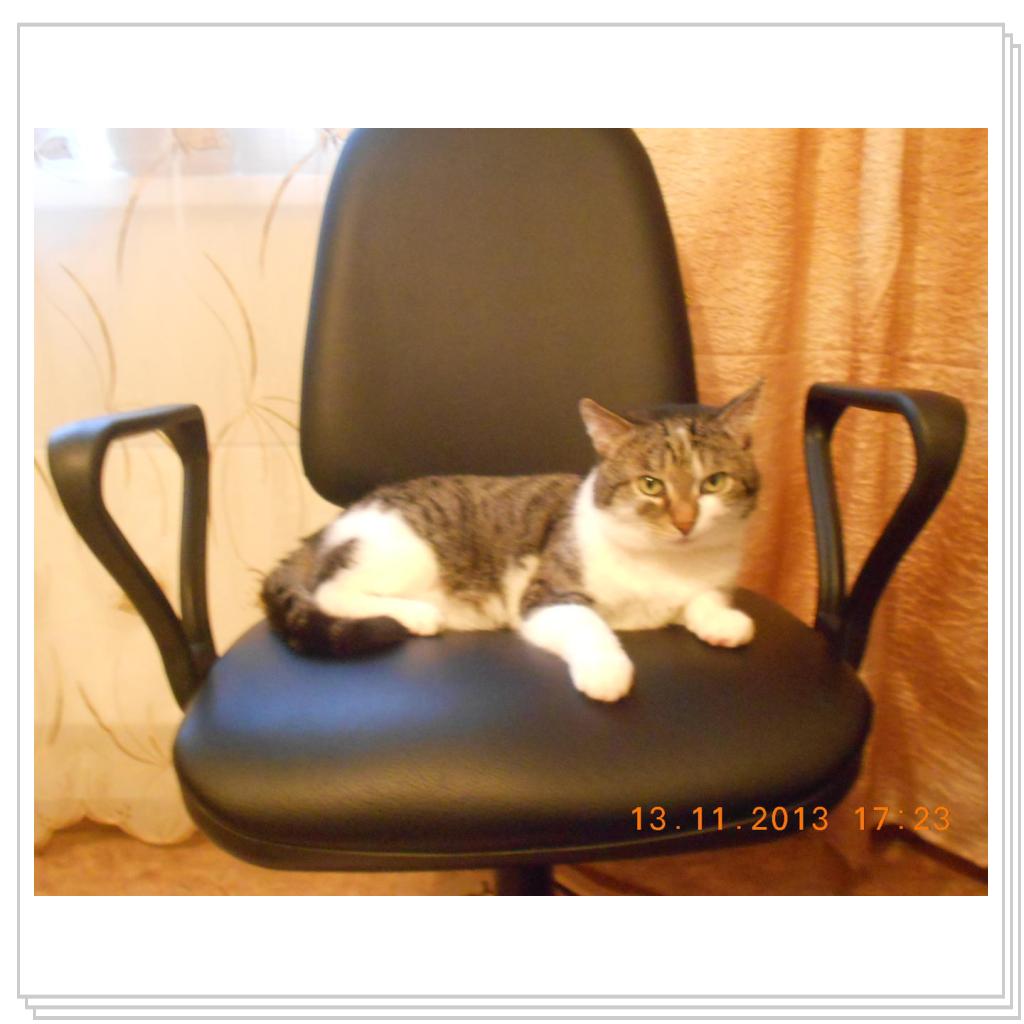 Барсик на компьютерном кресле