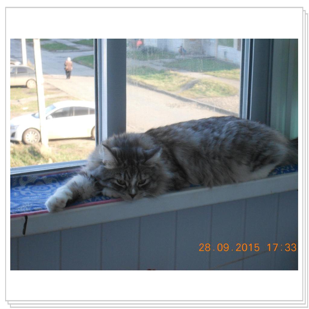 Тишка вот он