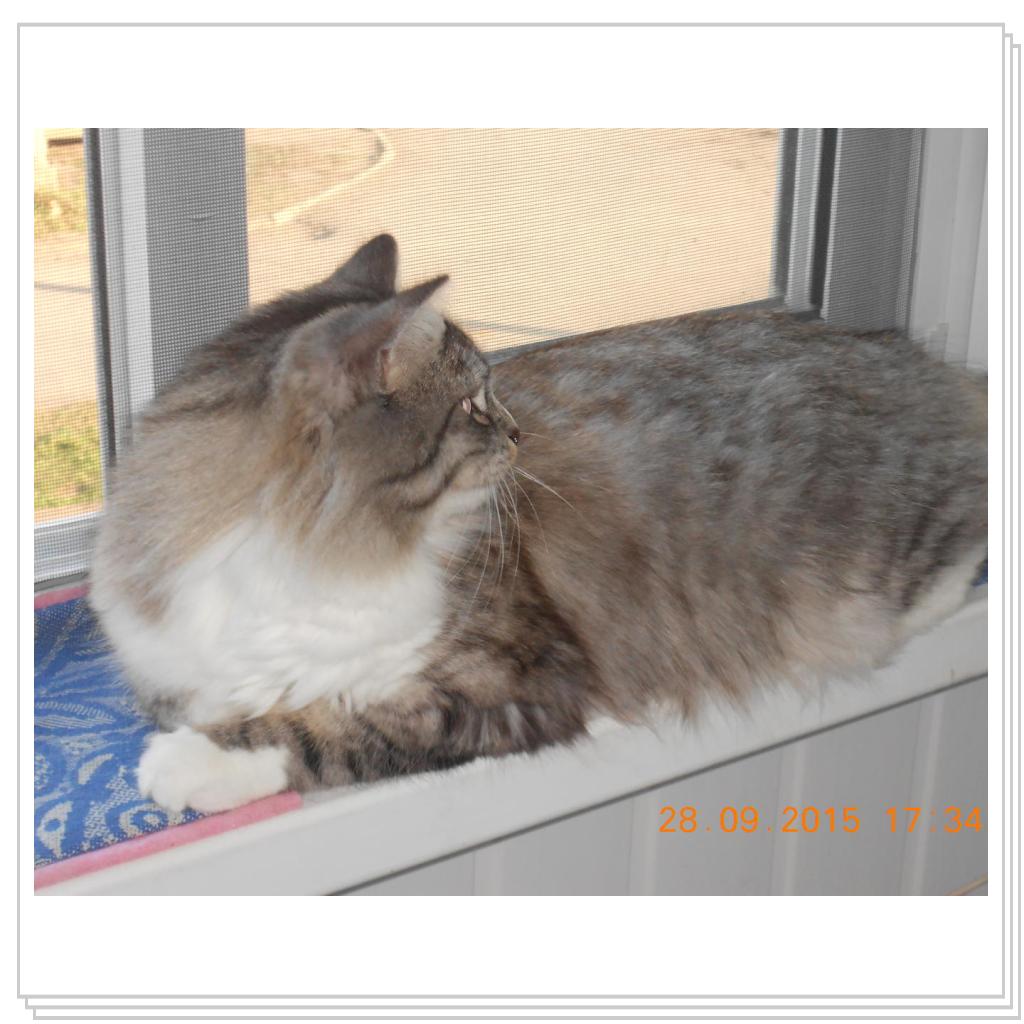 Тишка вот он