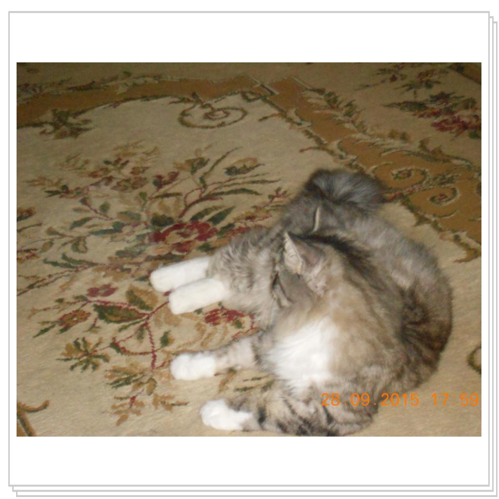 Тишка вот он