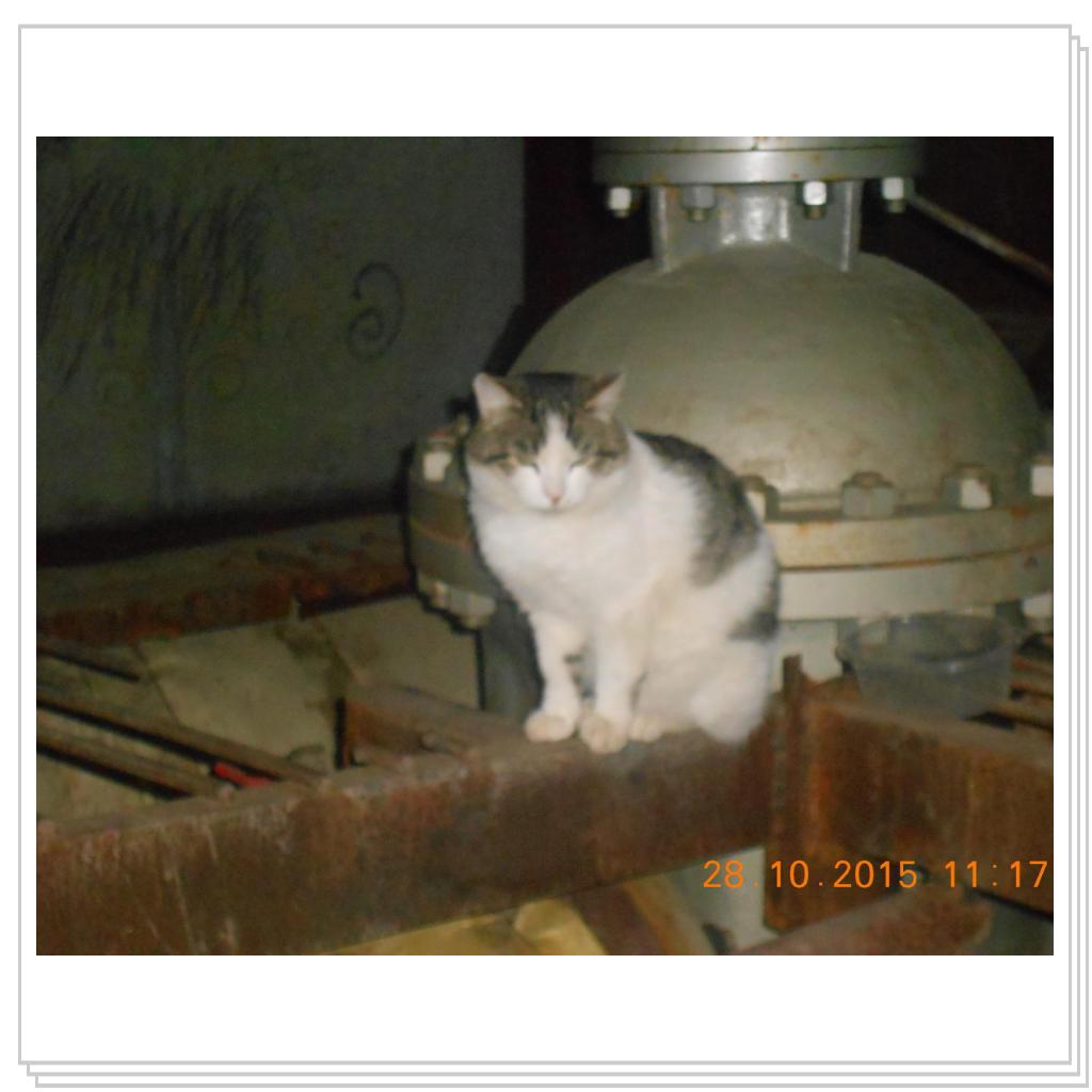 Кошки с теплотрассы