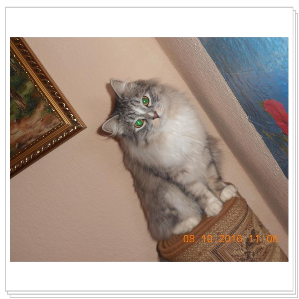 Тишка новые фото