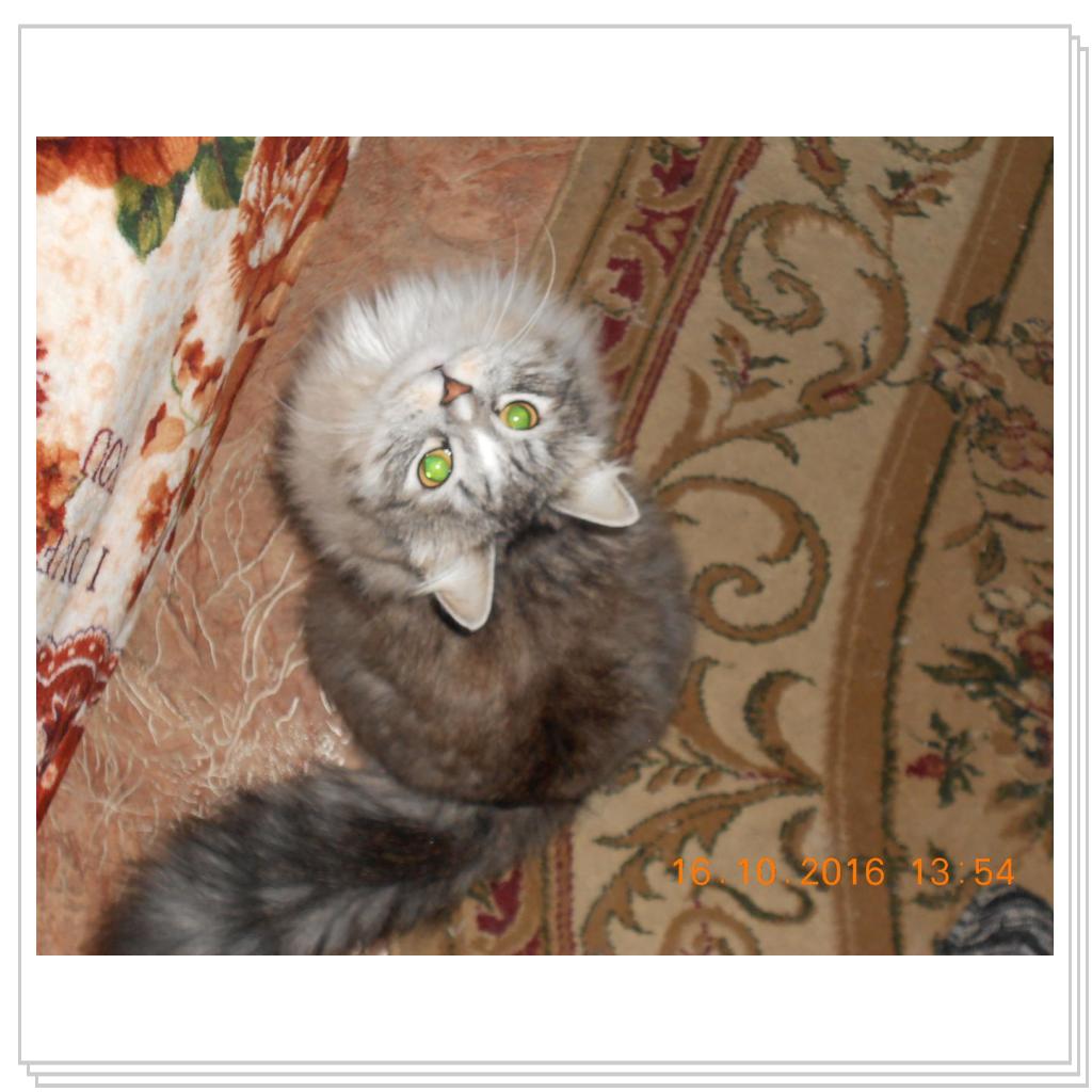 Тишка новые фото