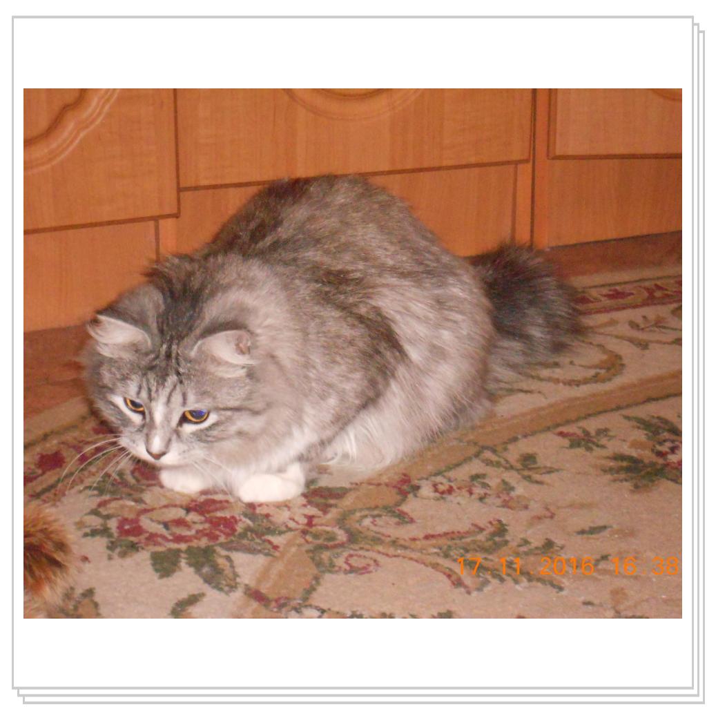 Тишка новые фото