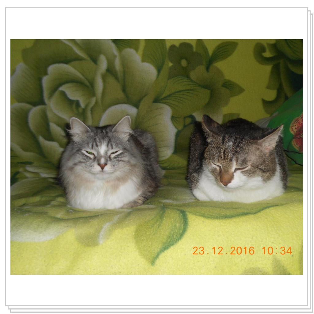 Тишка новые фото