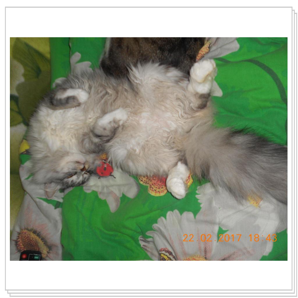 Тишка новые фото