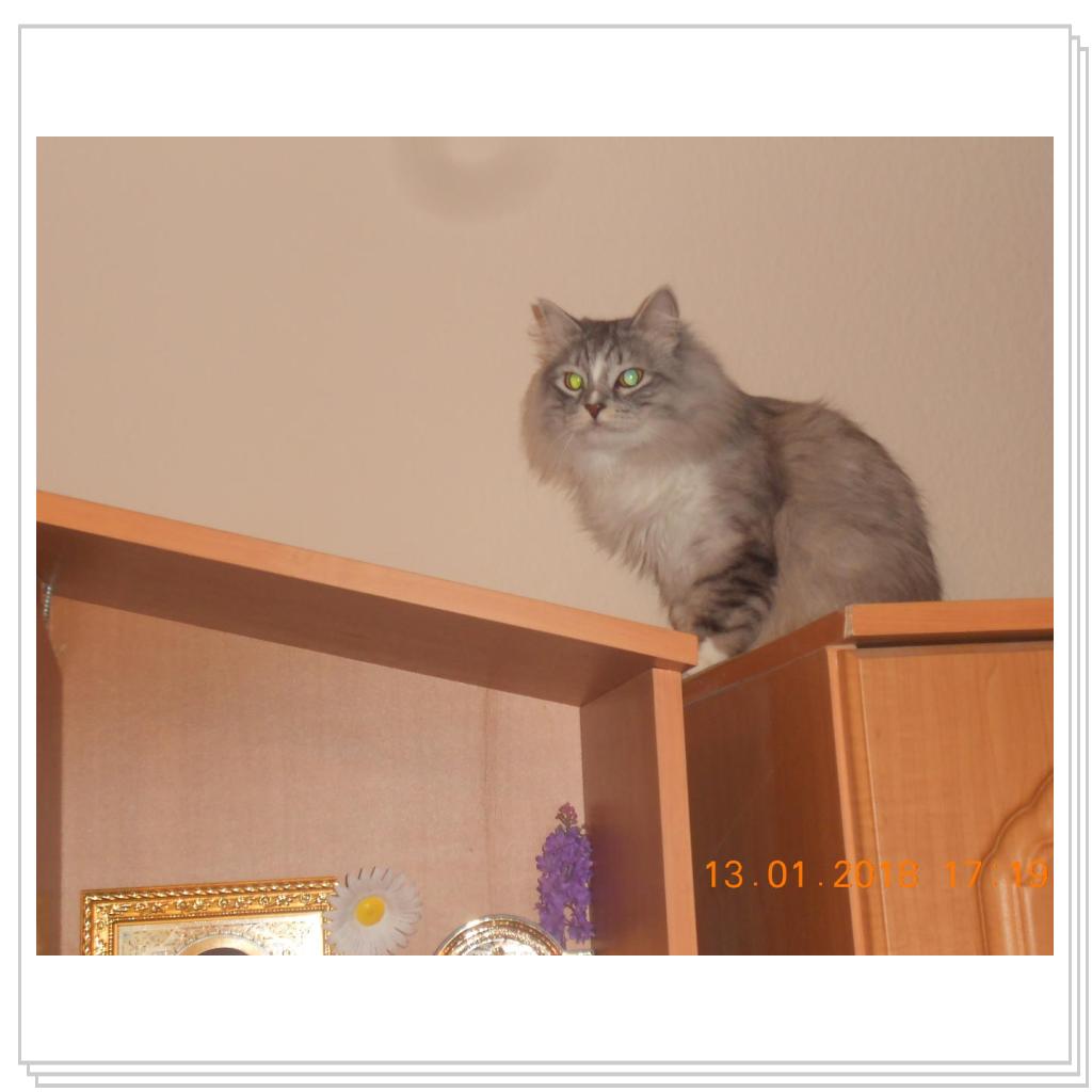 Тишка котишка