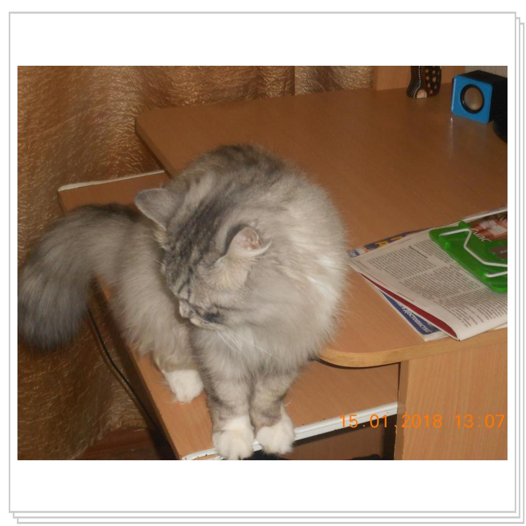 Мои котишки