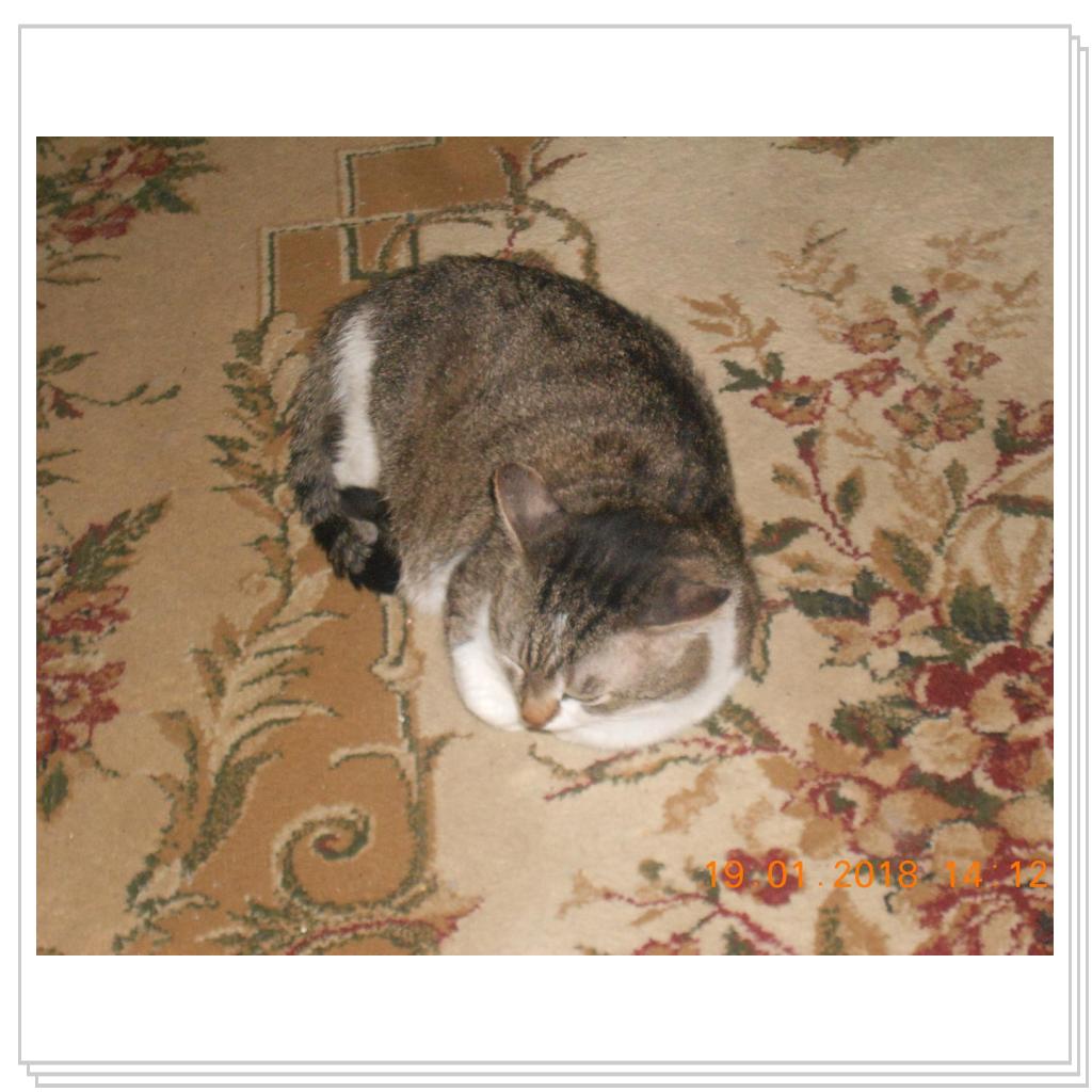 Барсик дед.