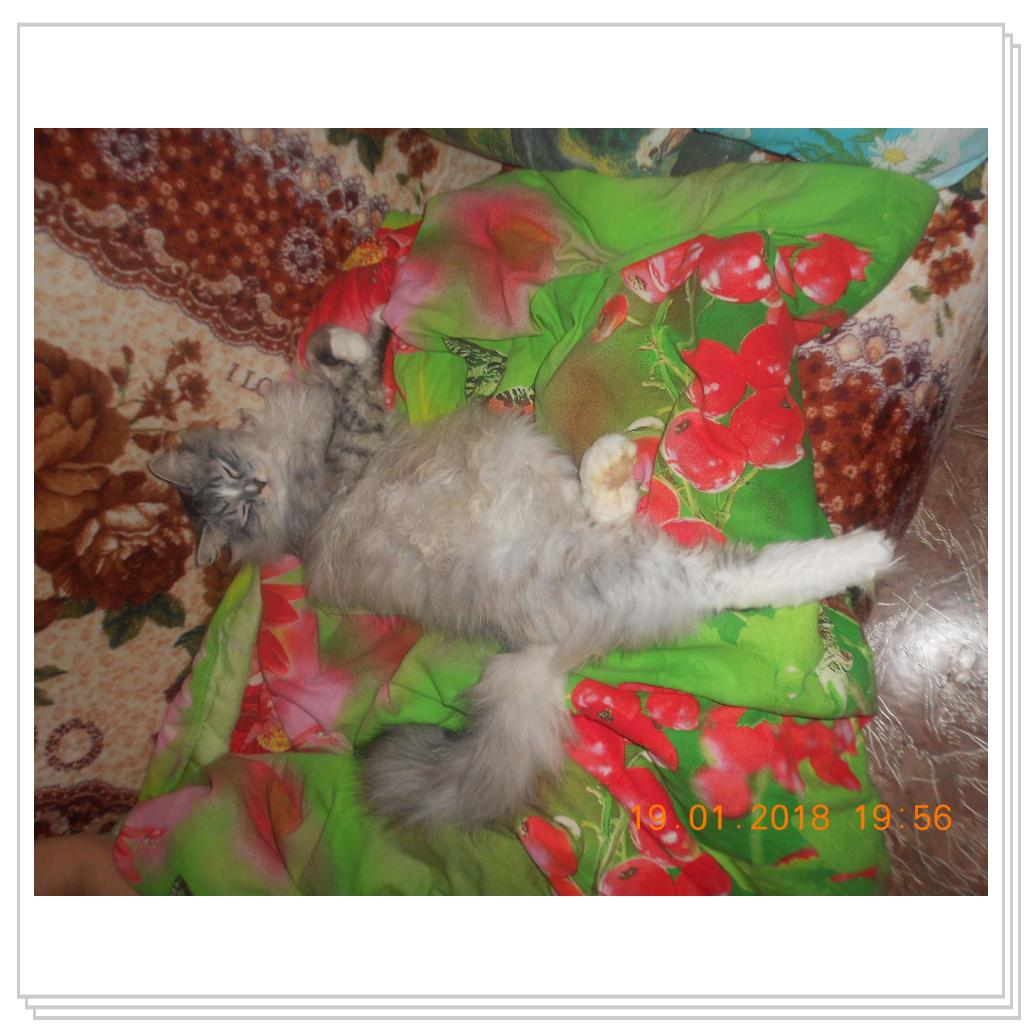 Мои котишки