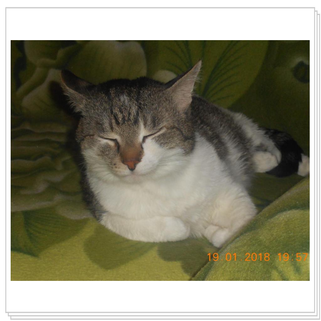 Барсик 14 лет.