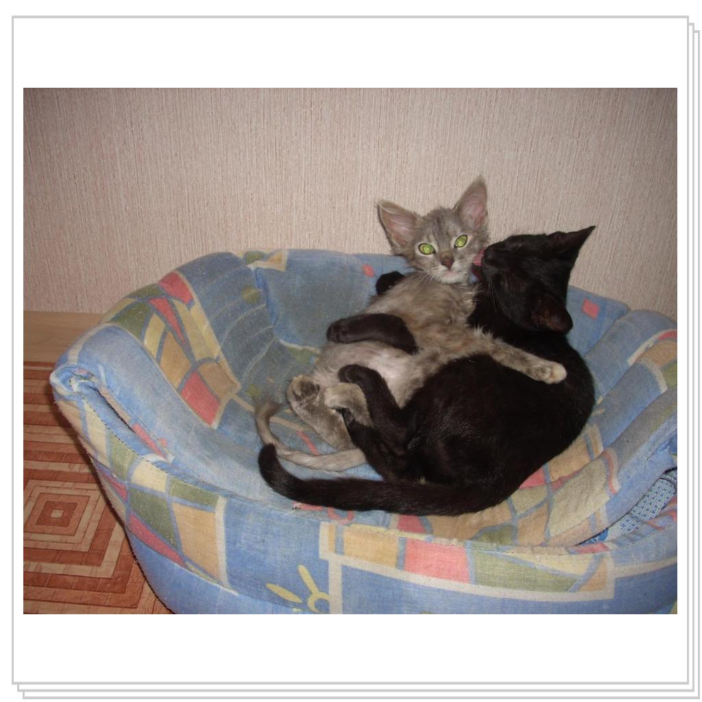 Такими их нам подкинули.