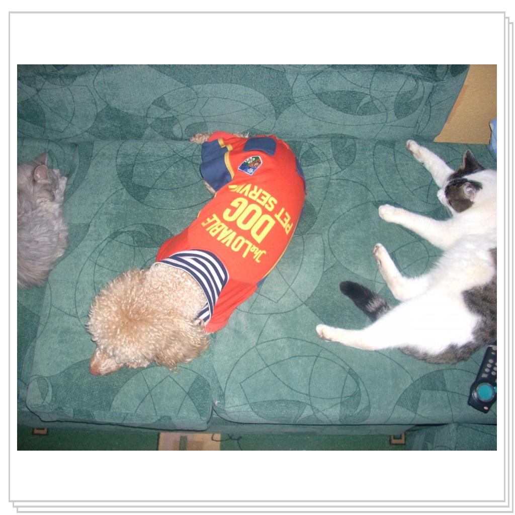 Кошки-очарование моё!