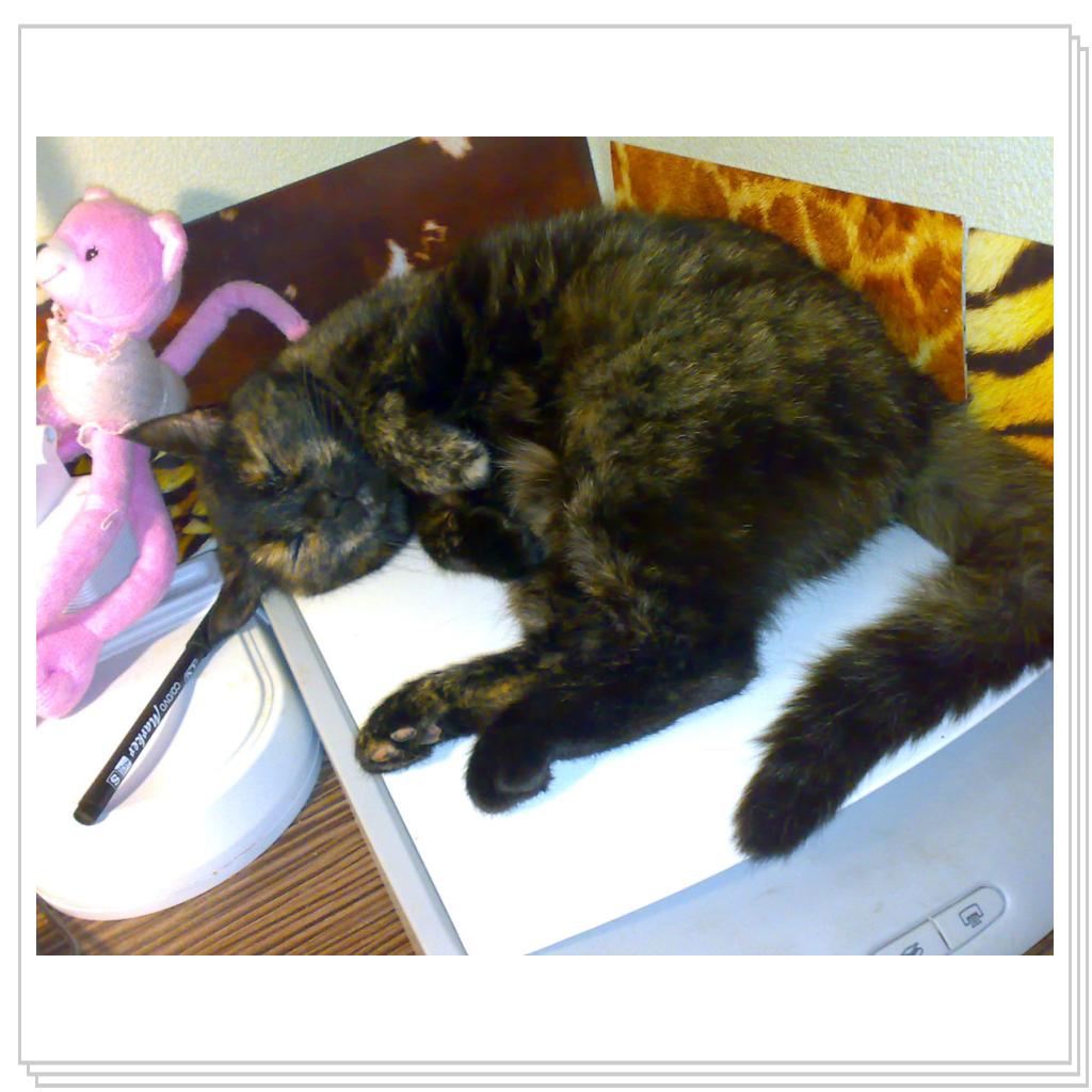 Мои питомцы