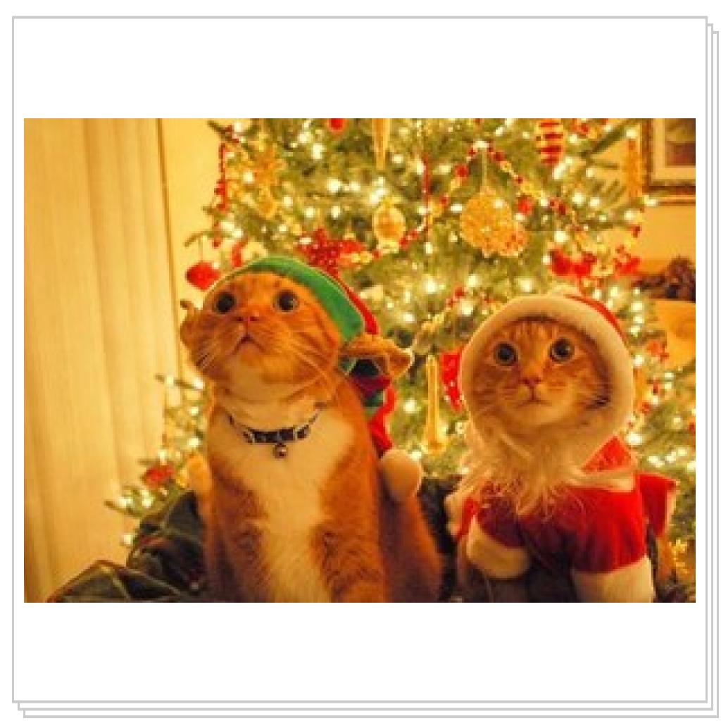 Я думала ельфов нет