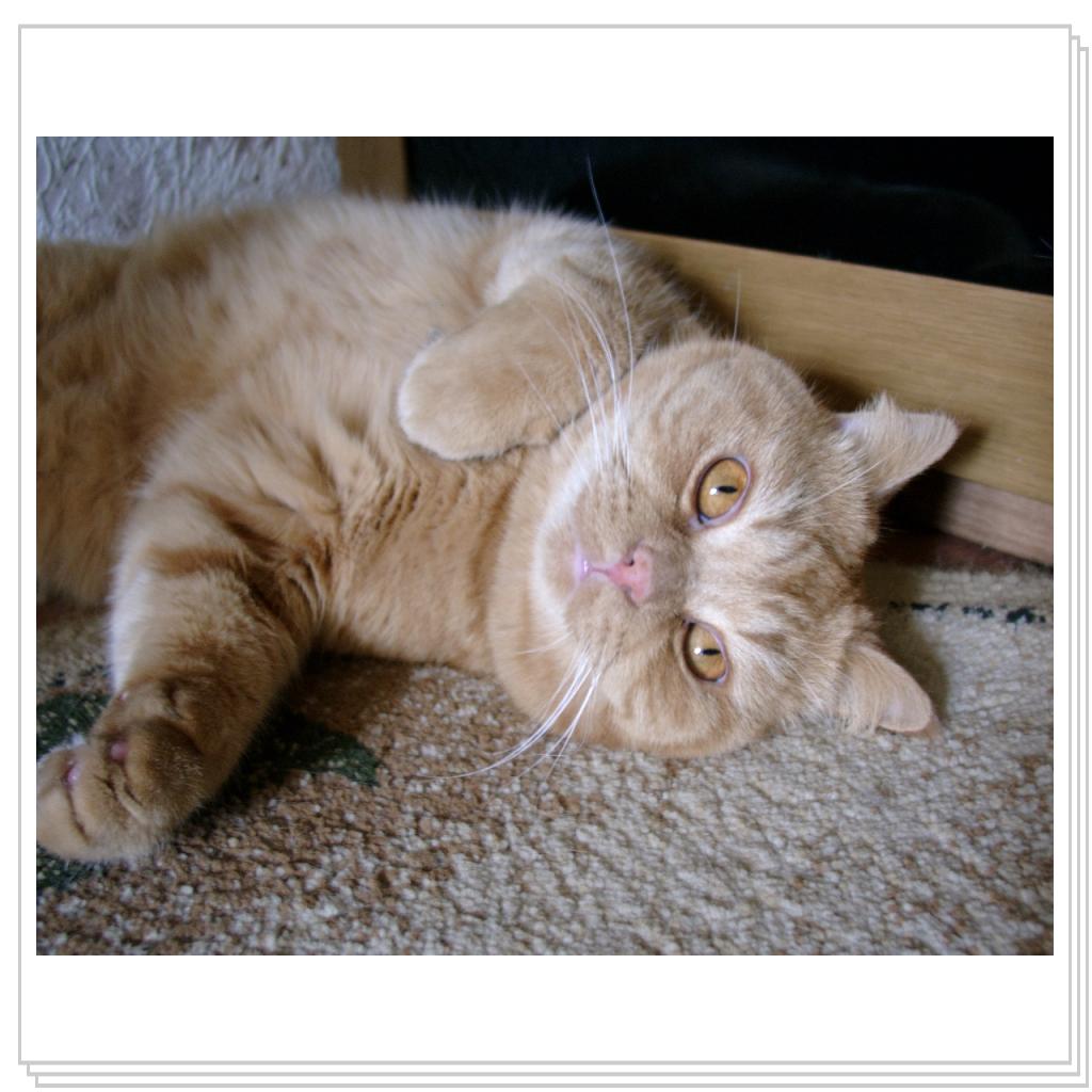 Мой рыжий Солнышко