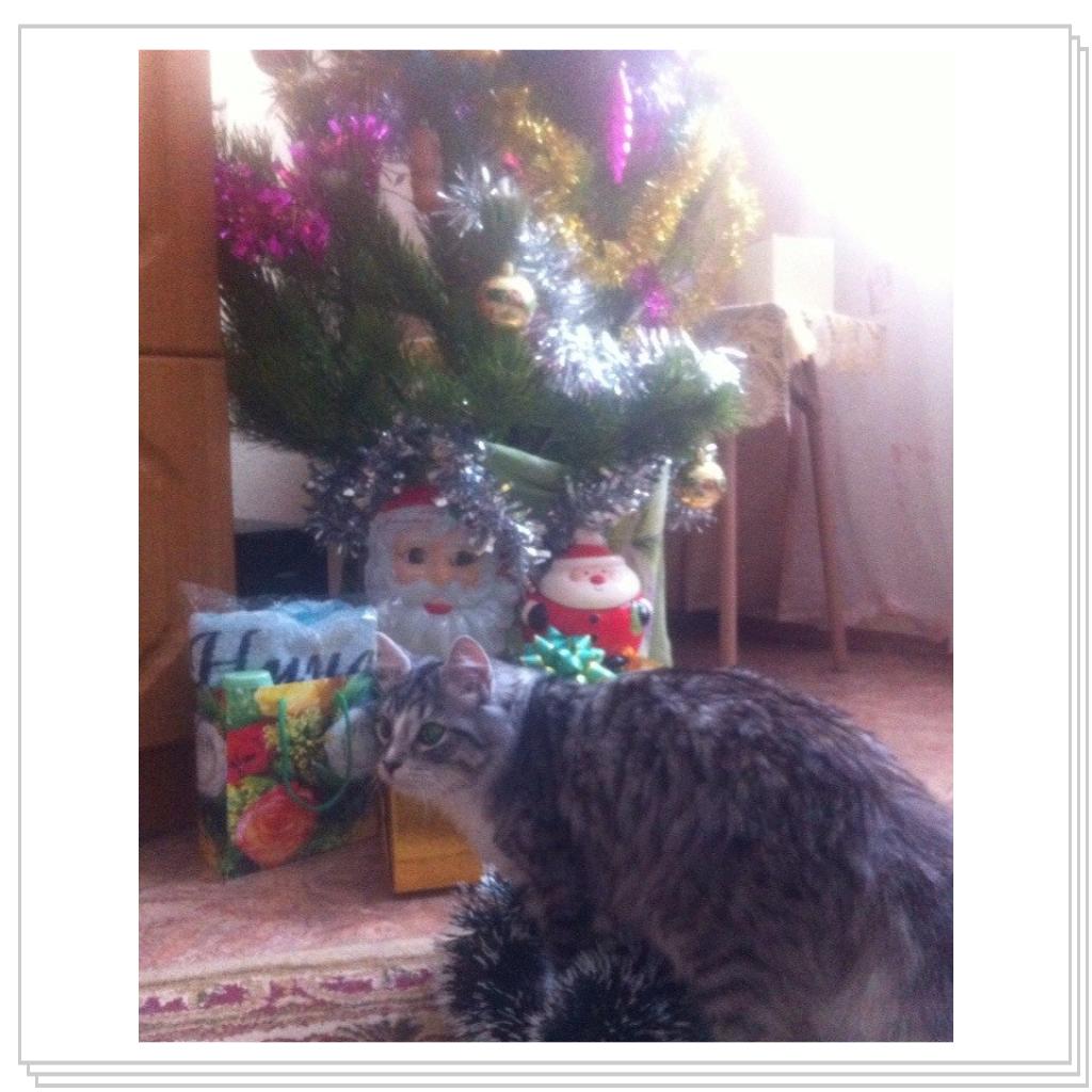 С Новым Годом мяууу