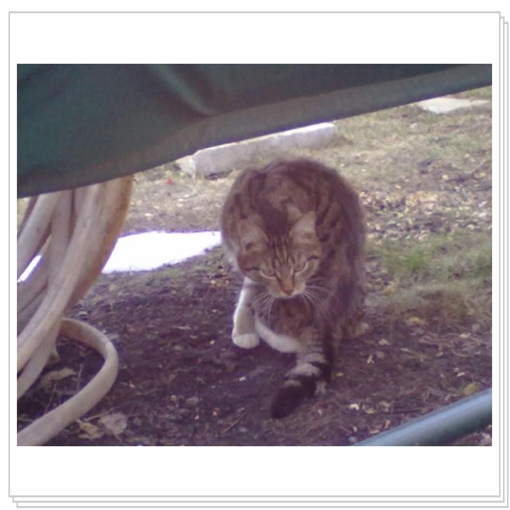 Дачные Жители