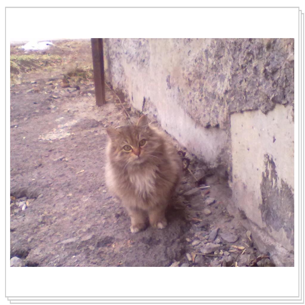 Шикарный котёнок