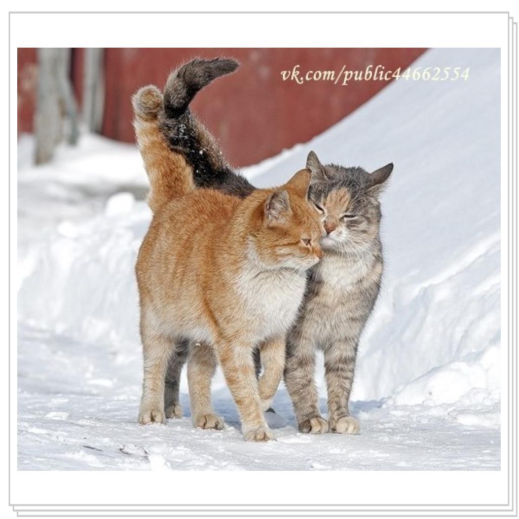 Просто кошки