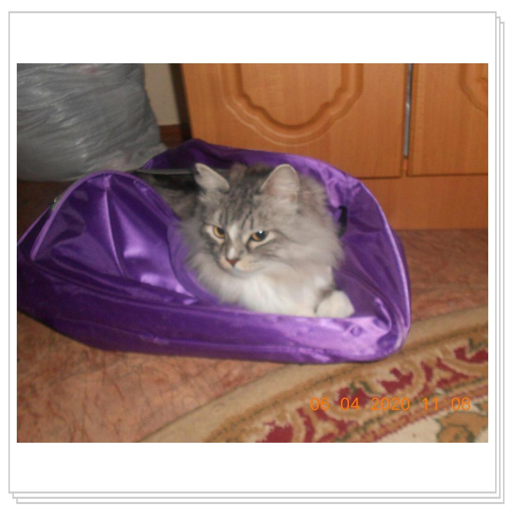 Тихон и Барсик