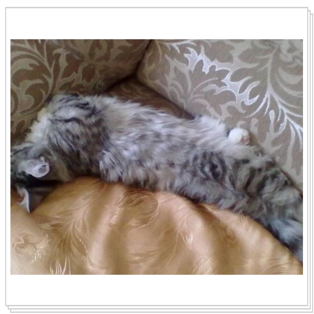 Моё мяучило