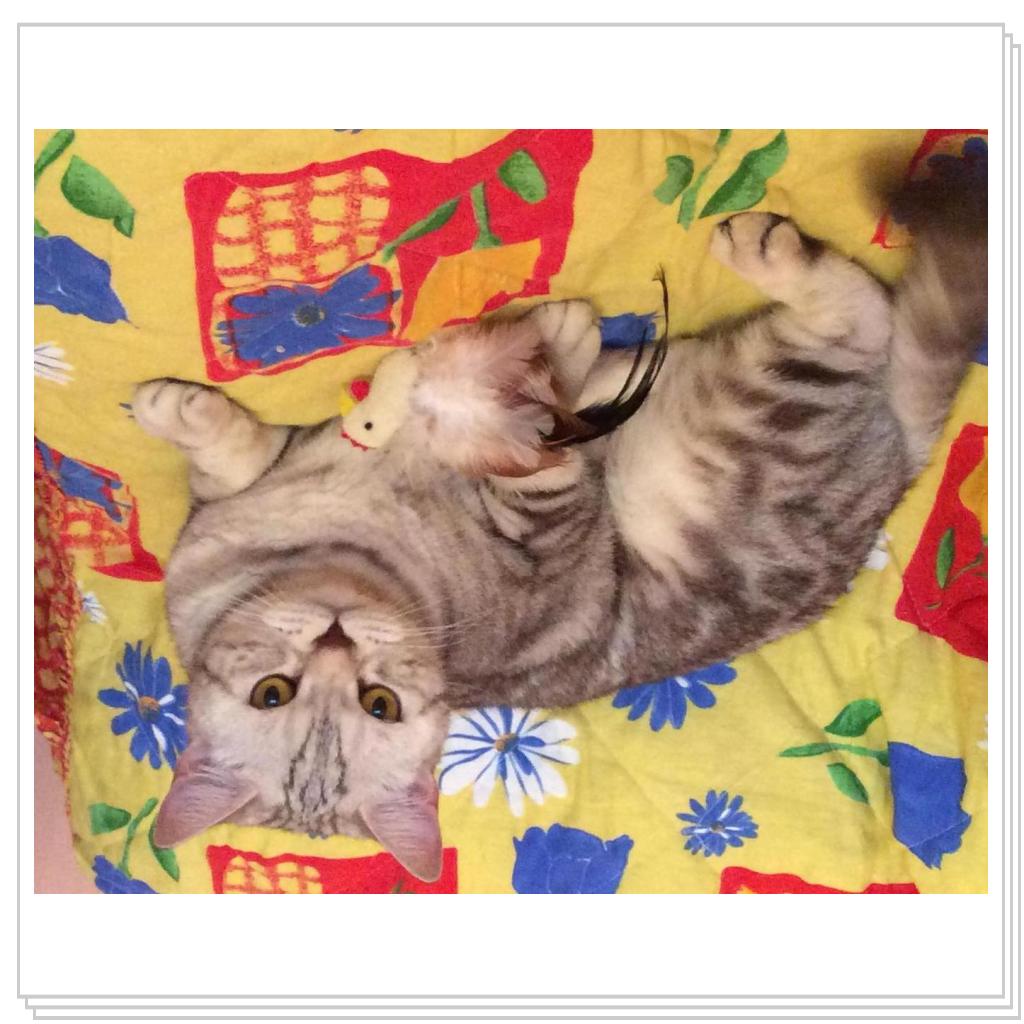 Наша Юлисса