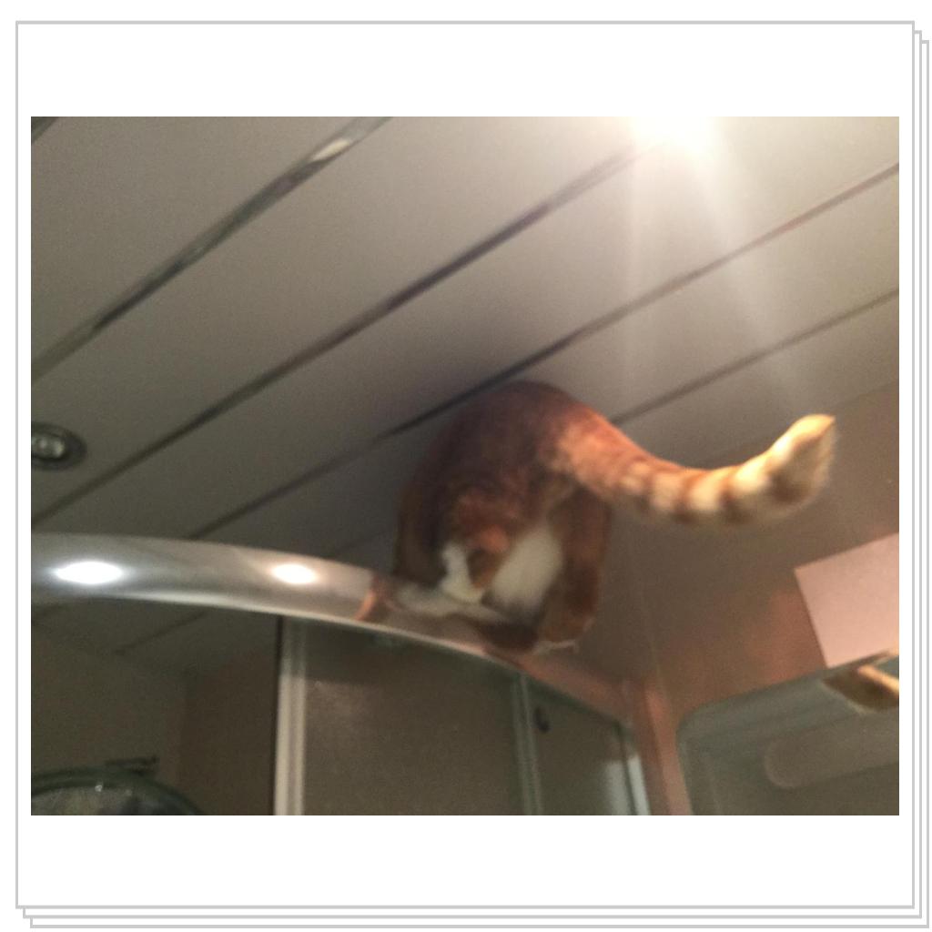 Поручик Рыжевский