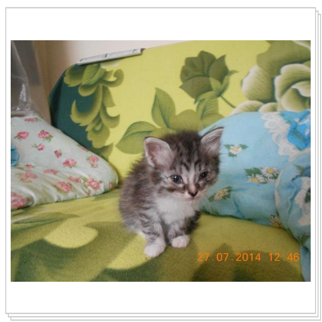 Дашенька чудо котёнок