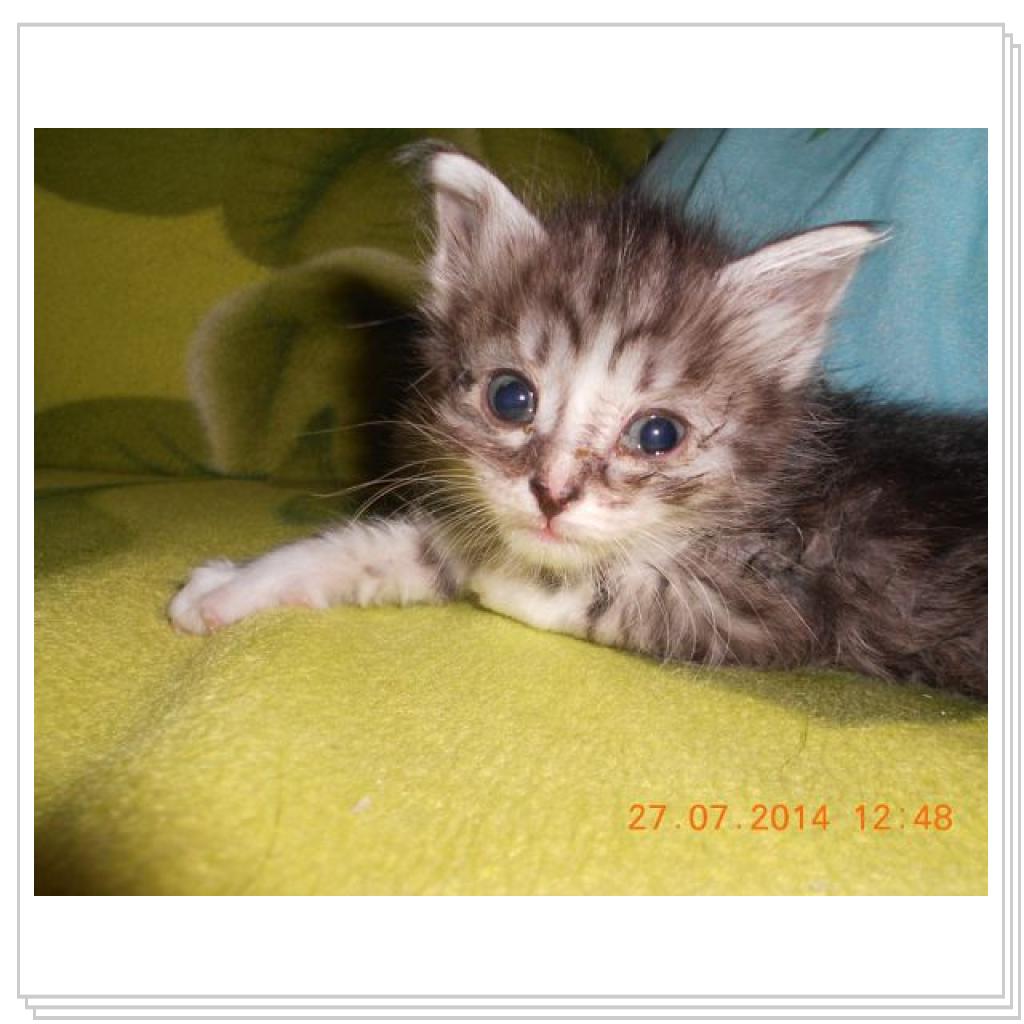 Дашенька чудо котёнок