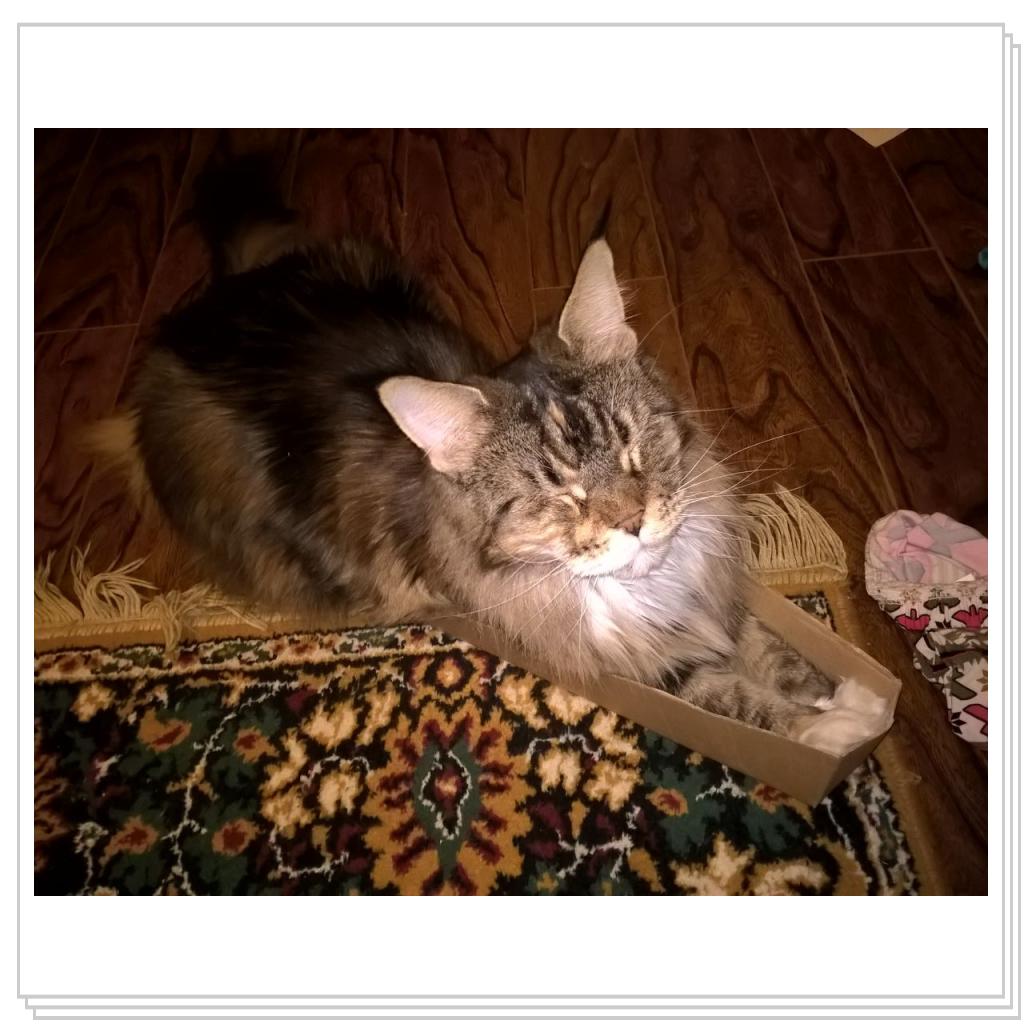 все кошки любят коробки
