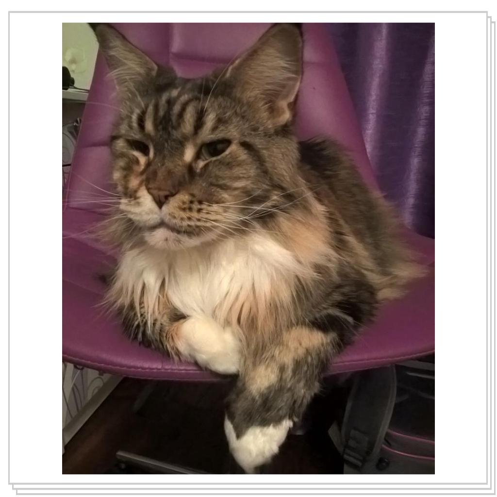 на компьютерном кресле