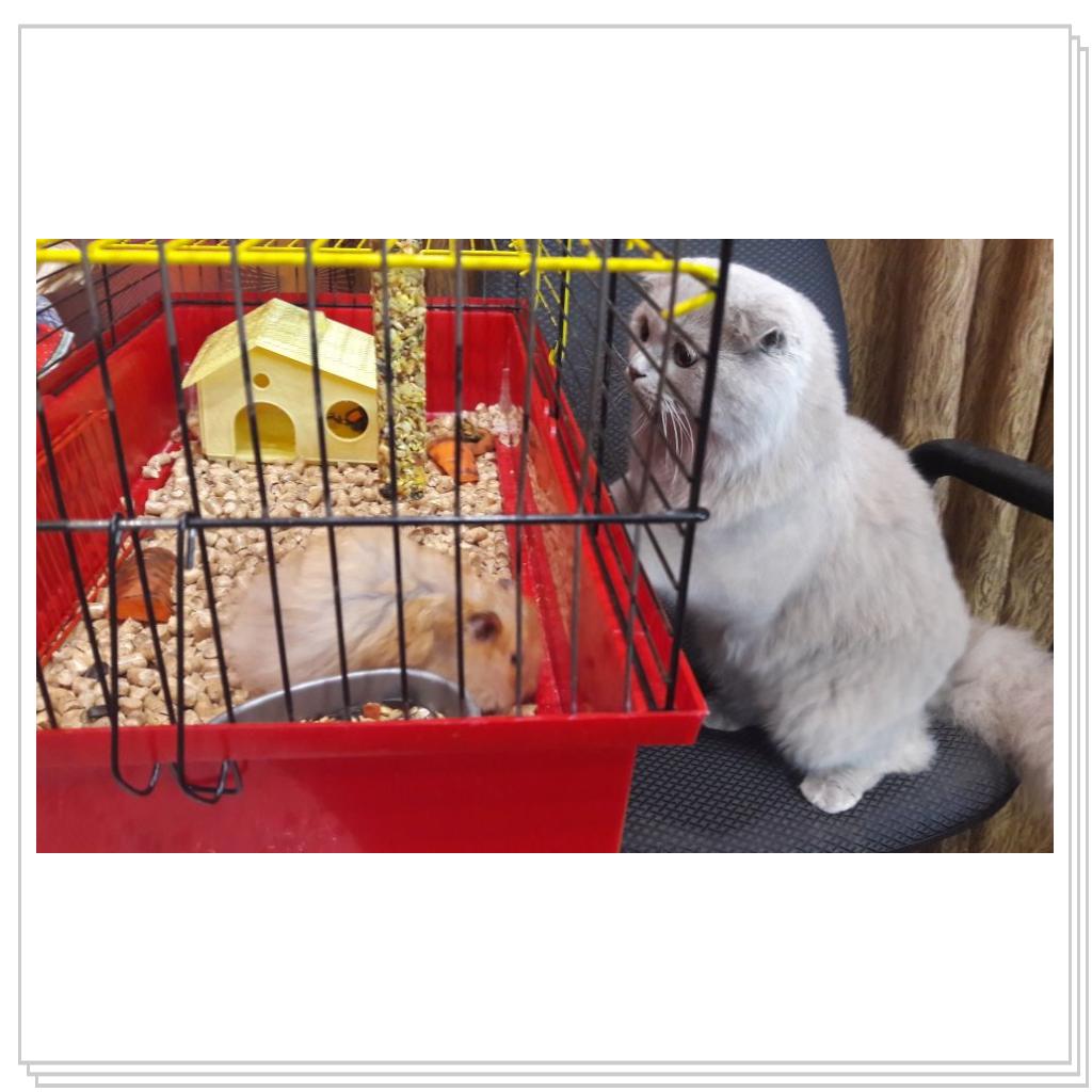 Знакомство с хомячком