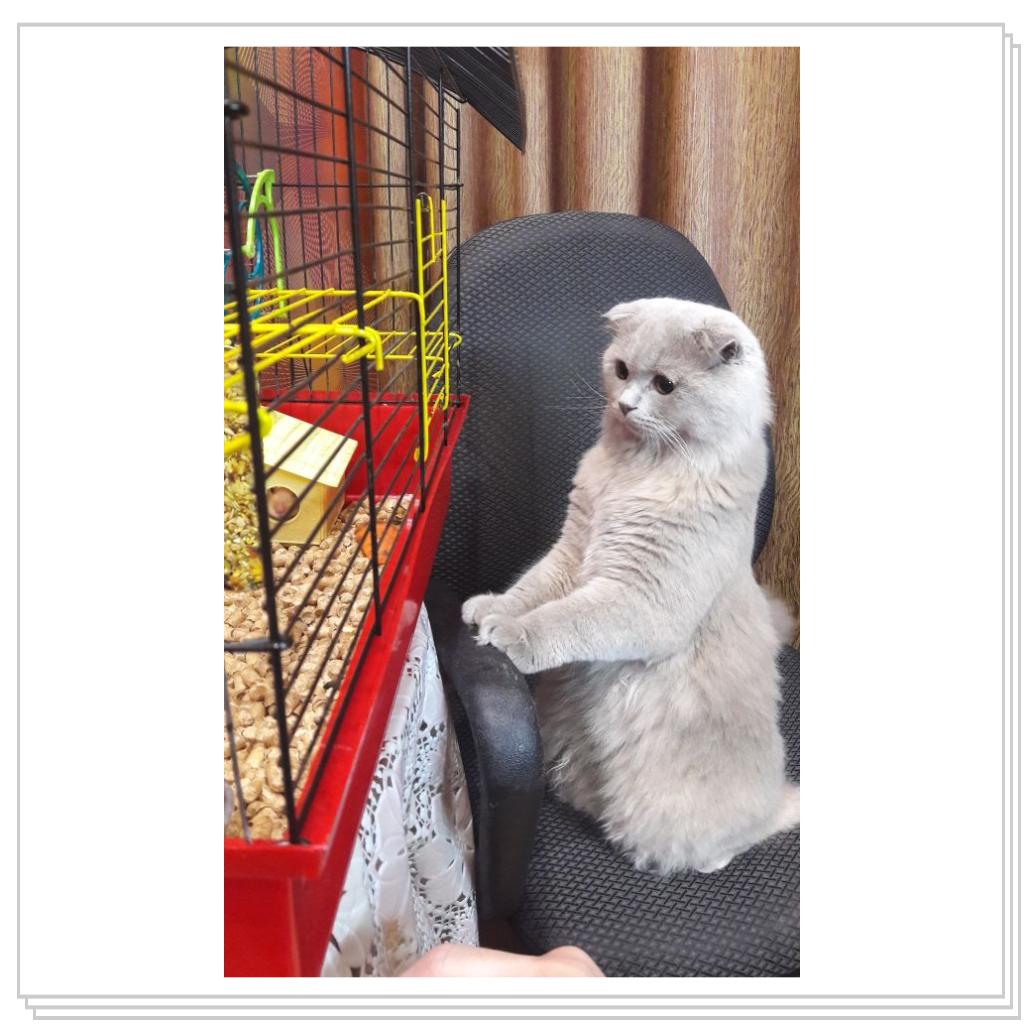 Знакомство с хомячком