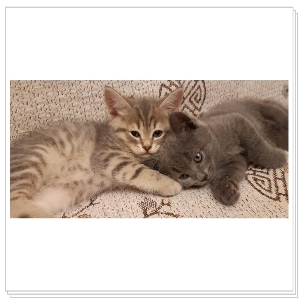 Марсик с братиком