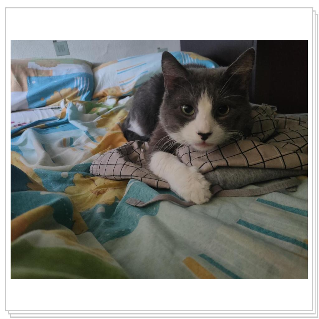 Кот из том и джери