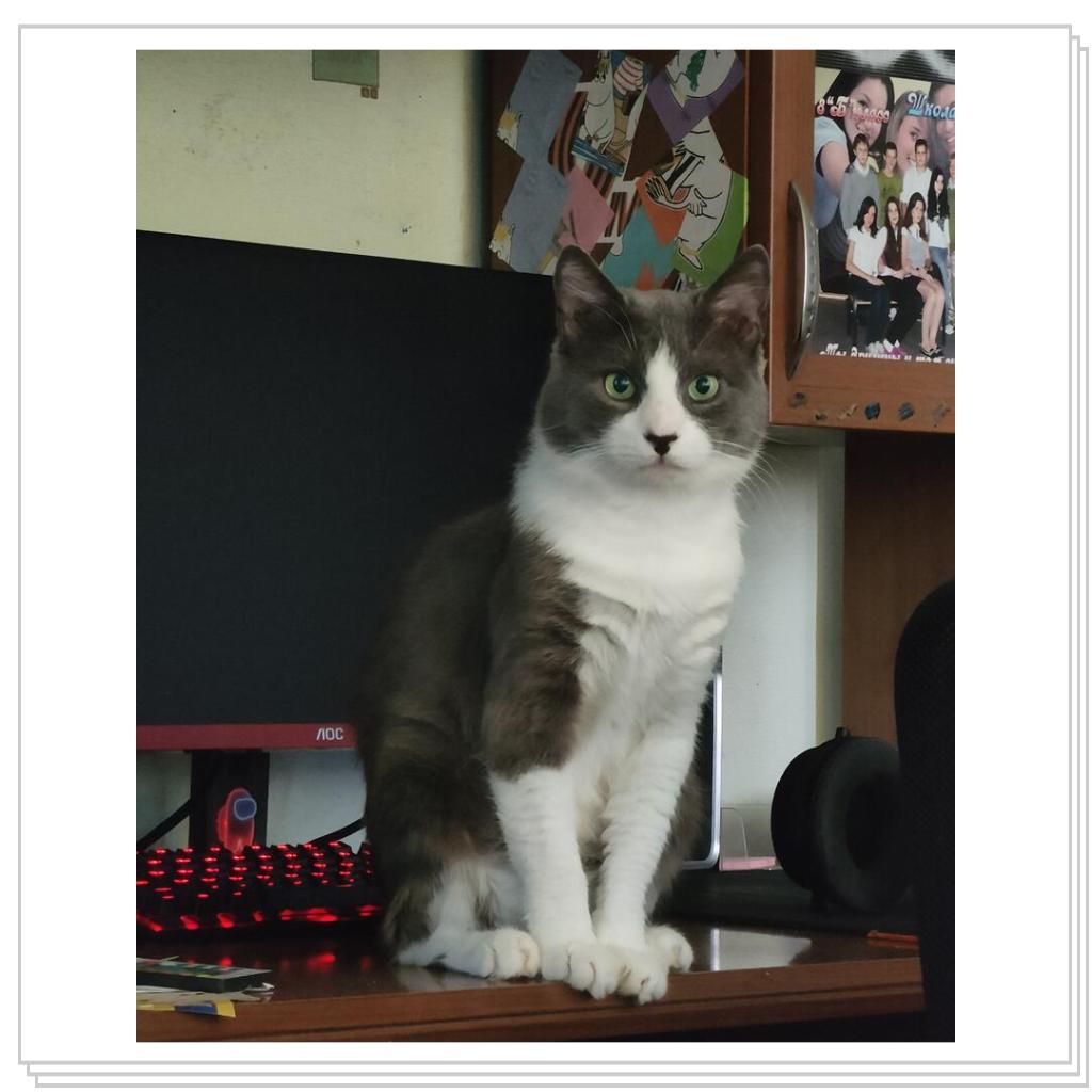 Кот из том и джери